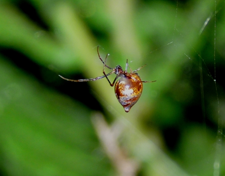Gli astuti Argyrodes